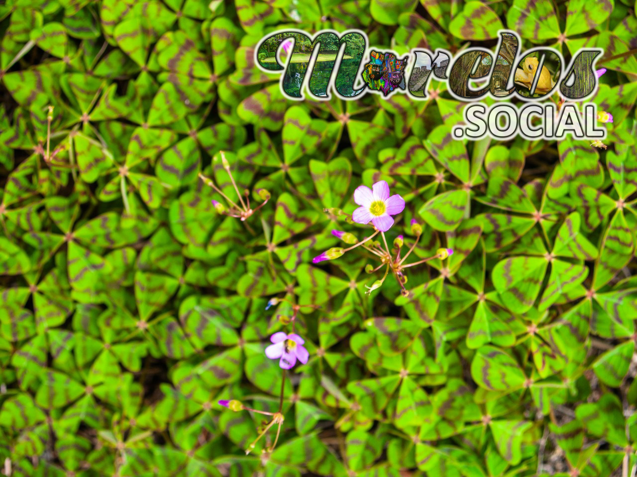 Trébol de la Suerte (Oxalis tetraphylla) viviendo en el Cerro de la Luz de Tepoztlán